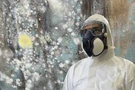 Maybe you would like to learn more about one of these? Mold Remediation Miami Free Mold Inspection In Miami 24 7 Call Us