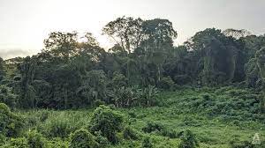 14414 dover forest drive, orlando, fl 32828. Visitors To Clementi Dover Forests Should Be Mindful Of Trees Prone To Falling Sla Nparks Cna
