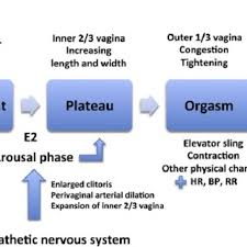 Pdf Open Access Female Sexual Dysfunction Definition Classification And Debates