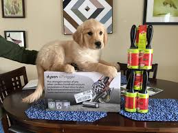 Dog drives and how they affect your golden retriever. Golden Retriever Starter Pack Maisie 12 Weeks Old Goldenretrievers