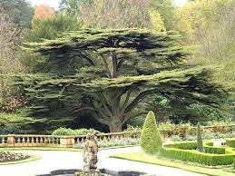 Cedar Of Lebanon Lebanon Cedar Cedar Trees Lebanon Tree