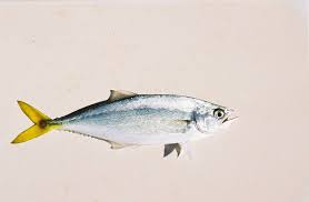 Leatherjacket Fish Wikipedia