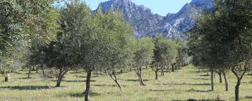 L Huile D Olive En France Oleomondo