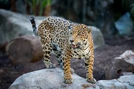 Continue to check back for updated news and events that are included. Good News We Re Protecting Jaguars In The Wild The Houston Zoo