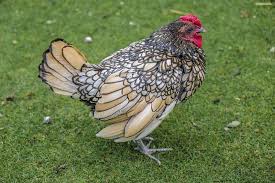 chicken animal animals colorful hayvanlar hayvan tavuk