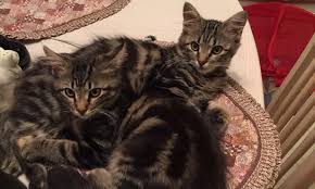 Before you rush into adopting a cat, do realise that having a pet is a big responsibility. Cat Battles Autoimmune Disease Veterinary Medicine At Illinois