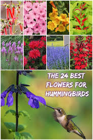 Butterflies and bees will also flock to the red flowers. 24 Best Flowers For Hummingbirds Hummingbird Flowers Plants To Attract Hummingbirds Hummingbird Garden Design