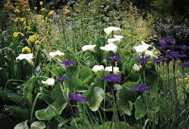 Image result for Zantedeschia aethiopica