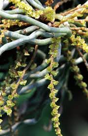 Image result for Nephrangis filiformis