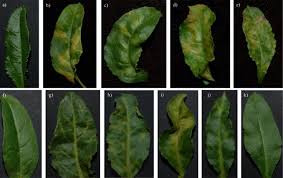 Browse our listings to find jobs in germany for expats, including jobs for english speakers or those in your native language. Biological Properties Of Beet Soil Borne Mosaic Virus And Beet Necrotic Yellow Vein Virus Cdna Clones Produced By Isothermal In Vitro Recombination Insights For Reassortant Appearance Sciencedirect