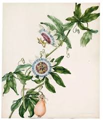 Image result for Passiflora caerulea
