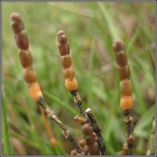 Image result for Sarcocornia perennis