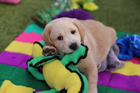 Early Socialization Project Introduction