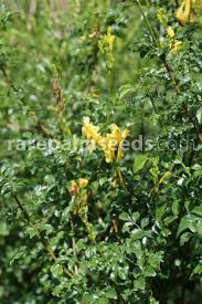 Image result for Tecoma capensis