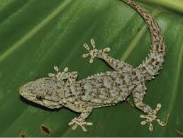 Image result for Nile Green 1964 GM