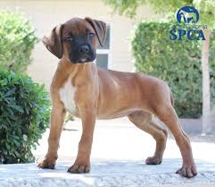 Cabo is a darling handsome boxer mix boy that will steal your heart! Lacy Id 22652291 Is A 3 Month Old Female Brown And Black Boxer Blend Central California Spca Fresno Ca
