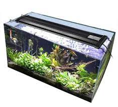 Planted aquarium led lighting guide. Can Led Lights Grow Aquarium Plants The Good Algae