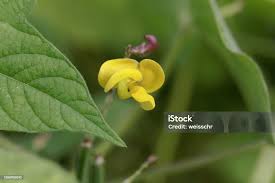 Image result for Vigna umbellata