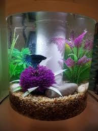 Top fin bettaflo bf5 filter unboxing and first look. Review Photo 1 Betta Aquarium Pet Fish 30 Gallon Fish Tank