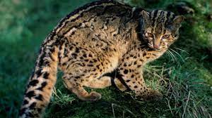 Karena mempunyai probabilitas tinggi untuk mengalami suhu tinggi di atas 32 derajat celcius, ujarnya. Daftar Harga Kucing Hutan Semua Jenis Terbaru 2021