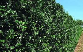 Get estimated material, installation costs to build or replace a privacy, picket, 3 or 4 split rail, 6 foot tall and more. Pin On Building Decor