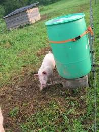 Fitzgerald S Family Farm New Pig Watering System Pig Pen Pig Feeder Hog Farm