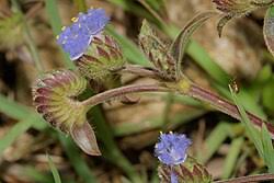 Image result for Cyanotis sp. aff. C. lapidosa