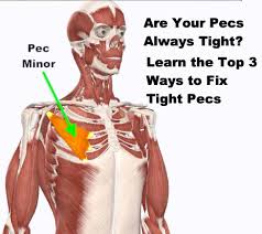 The clavicular head originates from the front of your collar bone (medial clavicle), then continues down your upper arm bone (humerus) where it attaches. Tight Pec Minor The Doctors Of Physical Therapy