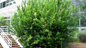 Maybe you would like to learn more about one of these? Pomegranates Grow In Georgia Whole Idea Healing Psychotherapy Mindfulness Herbal Medicine