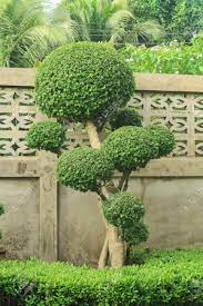 Red rocket is a nice small garden tree. Beautiful Leaves In The Garden Used For Advertising Design Stock Photo Picture And Royalty Free Image Image 89057928