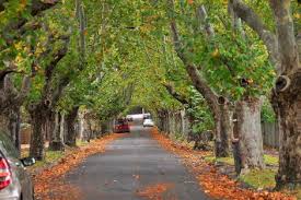 Victoria Avenue Canterbury Google Search Country Roads Avenue Road