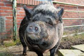 Das filet ist ein teilstück aus der hinterhälfte des schweins. Wie Gross Werden Minischweine 13 Beliebte Rassen Selbstversorger De