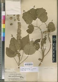 Image result for Croton macrostachyus