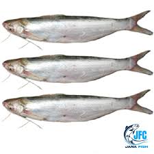 Image result for Basananthe pedata