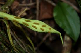 Image result for Loxogramme