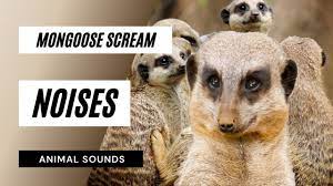 The Animal Sounds Mongoose Scream Sound Sound Effect Animation Youtube