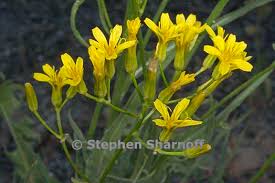 Image result for Crepis newii