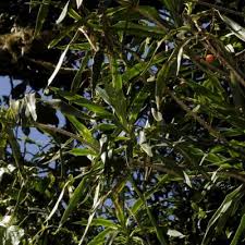 Image result for Dracaena afromontana