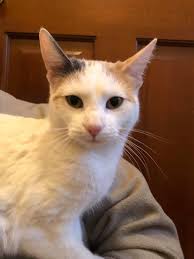 UPDATE: This sweet girl's name is Wilma and I dropped her off at the Weber  County Animal Services by the fairgrounds. Found this dog