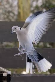 Backyard Birds Of Middle Tennessee Eurasian Collared Dove By Tinap This Delightful Large Sized Dove Is More And More Making Its Home In Middl Backyard Birds Watching Pet Birds Beautiful Birds