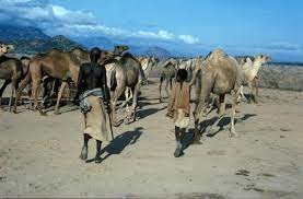 Borena is named after a tribe of the oromo people. A Herd Of Dromedary Camels Camelus Dromedarius Of The Ethnic Group Download Scientific Diagram