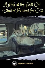 Get multiple window hammocks so your cat can have a safe, higher ground freeway! Best Car Window Perch Options For Cats Upgrade Your Cat