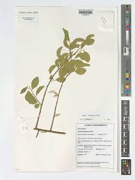 Image result for Opilia amentacea