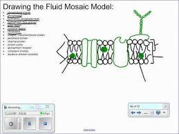 Fluid Mosaic Model Of The Cell Membrane Youtube Cell Membrane Structure Membrane Structure Cell Membrane
