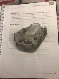 Maybe you would like to learn more about one of these? Plant Cell Structure Abel Fiwre 4 3 With The Help Of Chegg Com