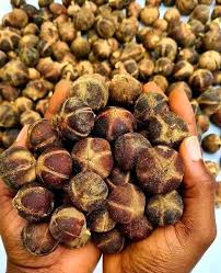 Image result for Thespesia garckeana