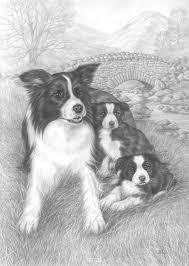 Border collie coloring calendar gail forsyth 9781502844712. Pin By Malene Karlsen On Psy Rysunek Olowkiem Border Collie Art Dog Drawing Dog Art