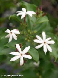 Image result for Jasminum dichotomum