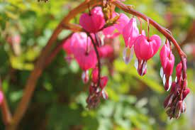 Bleeding Hearts Bowing Their Heads With Such Grace In My Garden A Rare Thing For Them To Be In Bloom Thank You Moth Beautiful Nature Mother Nature Hearts Bow