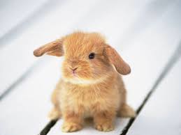Image result for cute baby animals